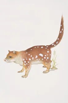 Tiger Cat (dasyurus maculatus), side view Tiger Cat (dasyurus maculatus), side view