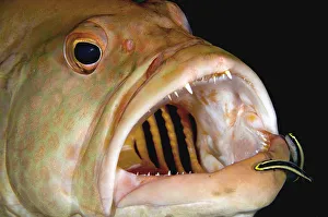 Travel imagery/travel destinations caymen islands/tiger grouper cleaners close Travel imagery/travel destinations caymen islands/tiger grouper cleaners close