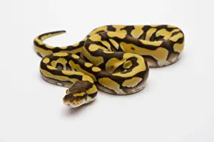 Prints of Tiger Phantom Ball Python or Royal Python -Python regius-, female Royal Python Prints: Tiger Phantom Ball Python Print - Royal Python