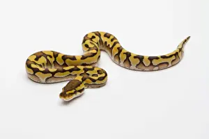 Prints of Tiger Phantom Yellow Belly Ball Python or Royal Python -Python regius-, male Royal Python Prints: Tiger Phantom Yellow Belly Ball Python Print