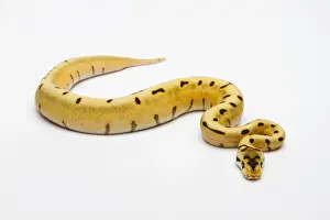 Prints of Tiger Spider Ball Python or Royal Python -Python regius-, female Royal Python Prints: Female Royal Python Print