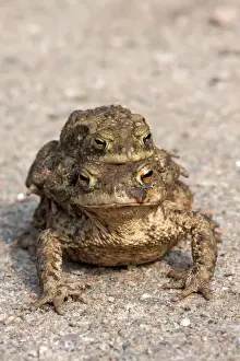 Animal Wildlife Photography Prints: Toad migration, Common toads -Bufo bufo-