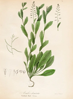 Toothed Wall Cress botanical engraving 1843 Toothed Wall Cress botanical engraving 1843