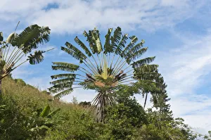 Travellers Tree or Travellers Palm -Ravenala madagascariensis- in its natural habitat Travellers Tree or Travellers Palm -Ravenala madagascariensis- in its natural habitat