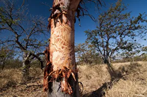 Tree damaged by elephants, Krueger National Park, Limpopo, South Africa, Africa Tree damaged by elephants, Krueger National Park, Limpopo, South Africa, Africa