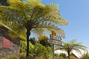Tree ferns -Cyatheales- and direction signs, Hell-Bourg, Salazie, La Reunion, Reunion, France Tree ferns -Cyatheales- and direction signs, Hell-Bourg, Salazie, La Reunion, Reunion, France