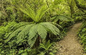 Tree Ferns -Cyatheales- along a hiking trail through primary rainforest, North Island, New Zealand Tree Ferns -Cyatheales- along a hiking trail through primary rainforest, North Island, New Zealand