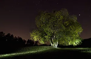 Tree in the forest lit by the moon and stars Tree in the forest lit by the moon and stars
