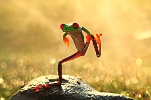 Tree Frog, Frog, Indonesia, Riau Islands, Batam City, Horizontal, Outdoors, No People Tree Frog, Frog, Indonesia, Riau Islands, Batam City, Horizontal, Outdoors, No People