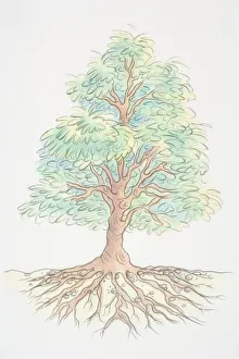 Tree with green foliage and extensive underground roots, front view Tree with green foliage and extensive underground roots, front view