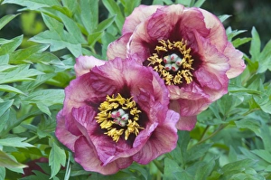 Tree peony Gauguin -Paeonia suffruticosa Gauguin-, Emsland, Germany, Europe Tree peony Gauguin -Paeonia suffruticosa Gauguin-, Emsland, Germany, Europe