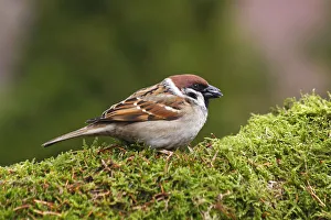 Tree sparrow -Passer montanus- eating sunflower seeds Tree sparrow -Passer montanus- eating sunflower seeds