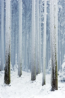 Tree trunks covered with frost, Lindenberg, Switzerland, Europe Tree trunks covered with frost, Lindenberg, Switzerland, Europe