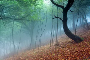 Trees in the mist. English Peak District. UK. Europe Trees in the mist. English Peak District. UK. Europe