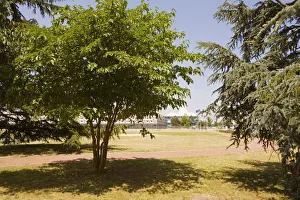 Trees in a park, Congres Et Expositions De Bordeaux, Bordeaux, Aquitaine, France Trees in a park, Congres Et Expositions De Bordeaux, Bordeaux, Aquitaine, France