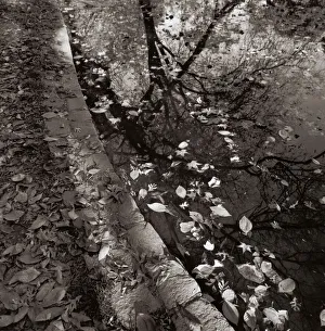 Trees reflected in water with floating leaves Trees reflected in water with floating leaves