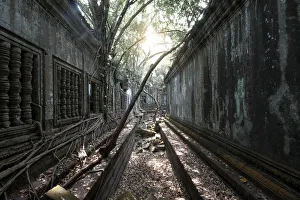 Trees and Thick Brush Consuming the Remaining Walls and Windows at the Unrestored Beng Mealea Temple, Angkor, Cambodia Trees and Thick Brush Consuming the Remaining Walls and Windows at the Unrestored Beng Mealea Temple, Angkor, Cambodia