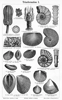 Triassic Formation engraving 1895 Triassic Formation engraving 1895