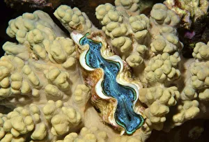 Tridacna saltwater clam species -Tridacna Bruguiere-, Red Sea, Egypt, Africa Tridacna saltwater clam species -Tridacna Bruguiere-, Red Sea, Egypt, Africa