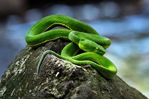 Trimeresurus (Green pit viper)