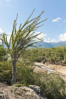 Tropical dry forest landscape with river and rocks, with Madagascan Ocotillo or Alluaudia Tropical dry forest landscape with river and rocks, with Madagascan Ocotillo or Alluaudia