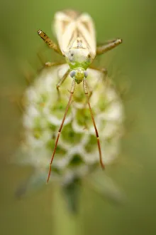 True bug -heteroptera- perched on the withered blossom of a Glossy scabious -Scabiosa lucida-, Perchtoldsdorfer Heide True bug -heteroptera- perched on the withered blossom of a Glossy scabious -Scabiosa lucida-, Perchtoldsdorfer Heide