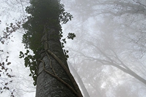 Trunk of a Beech -Fagus sp.-, entwined with a climbing plant Trunk of a Beech -Fagus sp.-, entwined with a climbing plant