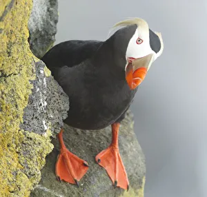 Tufted puffin on cliff looking at camera Tufted puffin on cliff looking at camera