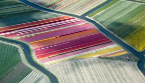 Tulip fields, aerial view, South Holland, the Netherlands Tulip fields, aerial view, South Holland, the Netherlands