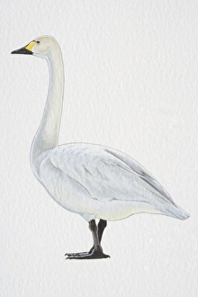 Tundra or Bewicks Swan (Cygnus columbianus), with yellow-black bill and black feet, side view Tundra or Bewicks Swan (Cygnus columbianus), with yellow-black bill and black feet, side view