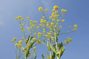 Turkish Rocket -Bunias orientalis-, in flower against a blue sky, Thuringia, Germany Turkish Rocket -Bunias orientalis-, in flower against a blue sky, Thuringia, Germany