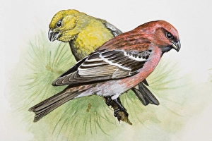 Two-barred crossbill (Loxia leucoptera), male and female, perching on a pine branch, side view Two-barred crossbill (Loxia leucoptera), male and female, perching on a pine branch, side view