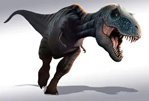 Tyrannosaurus rex, artwork Tyrannosaurus rex, artwork