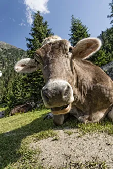Tyrolean Brown Cattle, cow without horns ruminating, Grawa Alm, mountain pasture, Stubai Valley, Tyrol, Austria, Europe Tyrolean Brown Cattle, cow without horns ruminating, Grawa Alm, mountain pasture, Stubai Valley, Tyrol, Austria, Europe