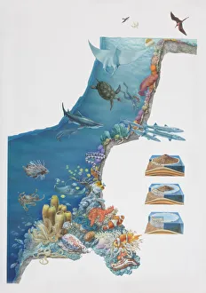 Underwater scene depicting various animal species inhabiting coral reef Underwater scene depicting various animal species inhabiting coral reef