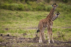 Two unusual giraffes (Giraffa carmeopardalis) looking curious, Arusha National Park Two unusual giraffes (Giraffa carmeopardalis) looking curious, Arusha National Park