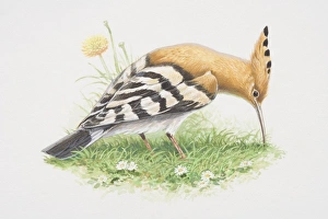 Upupa epops, Hoopoe, illustration of bird with brown body, black and white wings Upupa epops, Hoopoe, illustration of bird with brown body, black and white wings