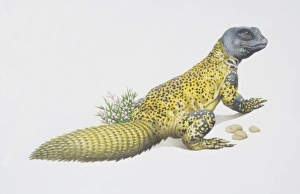 Uromastix acanthinurus, Spiny-tailed Agama, side view Uromastix acanthinurus, Spiny-tailed Agama, side view