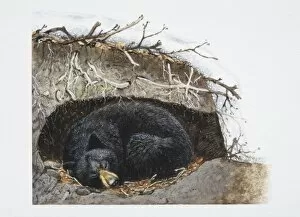 Images Dated 1st June 2006: Ursus thibetanus, sleeping Asiatic Black Bear curled up in its winter den