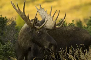 USA, Alaska, Chugach State Park, bull moose (Alces alces) USA, Alaska, Chugach State Park, bull moose (Alces alces)