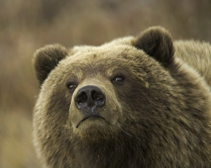 USA, Alaska, Denali National Park, brown bear (Ursus arctos) cub USA, Alaska, Denali National Park, brown bear (Ursus arctos) cub