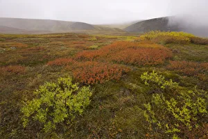 USA, Alaska, North Slope, Slope Mountain, tundra in fog, autumn USA, Alaska, North Slope, Slope Mountain, tundra in fog, autumn