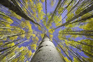 USA, Colorado, autumnal aspen grove, low angle view (focus on trunk) USA, Colorado, autumnal aspen grove, low angle view (focus on trunk)
