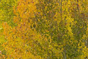 USA, Colorado, autumnal aspen trees, full frame USA, Colorado, autumnal aspen trees, full frame