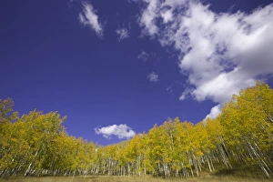 USA, Colorado, Raggeds Wilderness Area, aspen grove, autumn USA, Colorado, Raggeds Wilderness Area, aspen grove, autumn