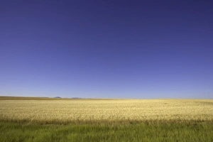 USA, Montana, wheatfields against blue sky, summer USA, Montana, wheatfields against blue sky, summer