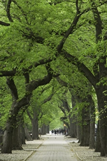USA, New York, New York City, Central Park, tree lined path USA, New York, New York City, Central Park, tree lined path