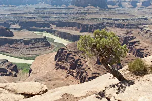 Utah juniper -Juniperus osteosperma-, eroded landscape, canyons, red sandstone, river, Colorado River, Meander Overlook Utah juniper -Juniperus osteosperma-, eroded landscape, canyons, red sandstone, river, Colorado River, Meander Overlook