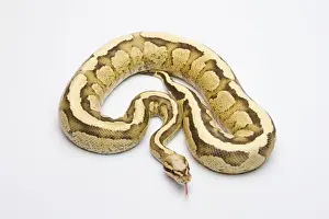 Prints of Vanilla Cream Ball Python or Royal Python -Python regius-, male Royal Python Prints: Vanilla Cream Ball Python Print - Royal Python, Male