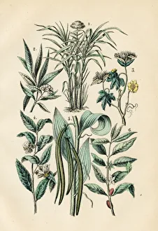 Vanilla, tea, coffee, cotton, sugarcane, clove engraving 1872 Vanilla, tea, coffee, cotton, sugarcane, clove engraving 1872